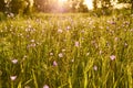 Beautiful flower meadow in the rays of the setting sun. nature background summer, selective focus Royalty Free Stock Photo