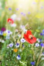 Beautiful flower meadow with wildflowers and colorful blossoms Royalty Free Stock Photo
