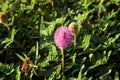 Beautiful flower of Mimosa strigillosa powderpuff ground cover Royalty Free Stock Photo