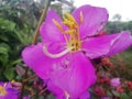 Beautiful flower in mountan in srilanka.