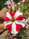 Beautiful flower of my garden