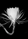 A beautiful flower night-blooming cereus Royalty Free Stock Photo