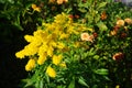 Bees on flowers Solidago canadensis  is an herbaceous perennial plant of the family Asteraceae. Berlin, Germany Royalty Free Stock Photo