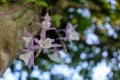 Beautiful Flower of the Orchid Dendrobium primulinum in the garden Royalty Free Stock Photo