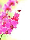 Beautiful flower Orchid pink phalaenopsis Royalty Free Stock Photo