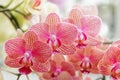 Beautiful flower Orchid, pink phalaenopsis Royalty Free Stock Photo