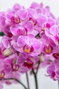 Beautiful flower Orchid, pink phalaenopsis Royalty Free Stock Photo