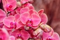 Beautiful flower Orchid, pink phalaenopsis Royalty Free Stock Photo