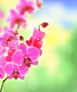 Beautiful flower Orchid pink phalaenopsis over bright nature Royalty Free Stock Photo