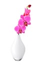 Beautiful flower Orchid, pink phalaenopsis Royalty Free Stock Photo