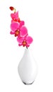 Beautiful flower Orchid, pink phalaenopsis in vase isolated