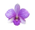 Beautiful flower Orchid, Purple phalaenopsis isolated on white background Royalty Free Stock Photo