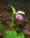 Beautiful Flower Orchid Venus Slipper