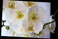 Beautiful flower Orchid, white phalaenopsis is standing by the window on the window sill in the room. with black oblique frame