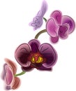 Beautiful flower orchidea Royalty Free Stock Photo