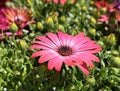 Beautiful Flower Osteospermum (lat. Osteospermum