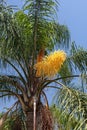 Beautiful flower of a palm against the blue sky. Spain.