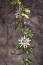 The beautiful flower of the passion fruit. The opened blossom of a passion fruit plant Royalty Free Stock Photo