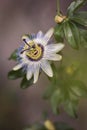 The beautiful flower of the passion fruit. The opened blossom of a passion fruit plant Royalty Free Stock Photo