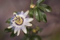 The beautiful flower of the passion fruit. The opened blossom of a passion fruit plant (Passiflora edulis) Royalty Free Stock Photo