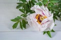 Beautiful flower peony tree-like Paeonia suffruticosa on a white wooden table