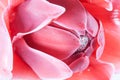 The beautiful flower petals , macro and beautiful red color