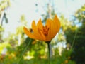 Beautiful Yellow Flower Photo, spring-summer season, Wild nature landscape, Royalty Free Stock Photo