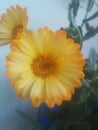 Beautiful flower photoes in life wonderful