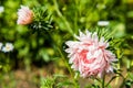 Beautiful Flower of pink garden asters ourtside