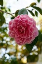 Pink camellia Royalty Free Stock Photo