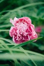 Beautiful flower of pink peony on green nature background. Macro shoot. Royalty Free Stock Photo