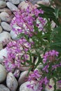 Beautiful flower and plant Fireweed on a pebble background. Delicious traditional leaf tea in the wild