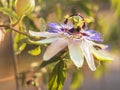 Beautiful flower plants passion flower passiflora and bee closeup in Sunny day Royalty Free Stock Photo