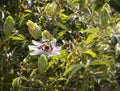 Beautiful flower plants passion flower passiflora closeup in Sunny day