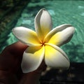 Beautiful flower Plumeria or frangipani close-up against background of sea, Bali island, Indonesia Royalty Free Stock Photo