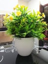 Beautiful flower pot in home Royalty Free Stock Photo