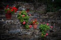 Beautiful flower pots with red geranium flowers hanging and decorating a stoned wall. House garden facade Royalty Free Stock Photo