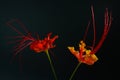 Beautiful Flower (Pride of Barbados) isolate on black background