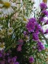 beautiful flower purpe Royalty Free Stock Photo