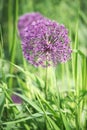 Beautiful flower of purple Allium Royalty Free Stock Photo