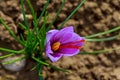 Beautiful flower, purple bud of saffron crocus blooms. Flowering of the first snowdrop. Top view. Landscape. Royalty Free Stock Photo