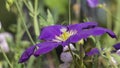 Beautiful flower of purple clematis Royalty Free Stock Photo