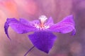 Beautiful flower, purple clematis closeup on a background decorated with texture. Abstract purple flower. Royalty Free Stock Photo