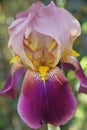 Purple iris flowering in my garden