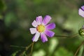 Beautiful flower with purple petals