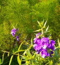 Beautiful flower with purple petals and a little spread white color in the middle