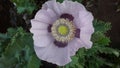 Beautiful Flower purple pink poppy garden Canada BritishColumbia Royalty Free Stock Photo