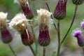 Beautiful flower of purple thistle. Pink burdock flowers Royalty Free Stock Photo