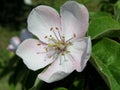 Beautiful flower of quince tree Royalty Free Stock Photo