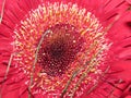 The beautiful flower of red gerbera close-up.